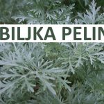 Pelin slika biljke