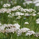 Hajdučka trava slika