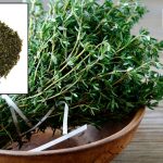 Timijan slika kako izgleda