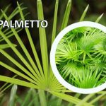 Saw palmetto za prostatu