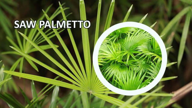 Saw palmetto za prostatu